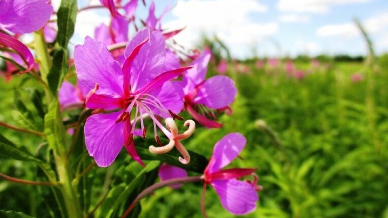 Inflorescences Fireweed kalayan mangpaat anu teu tiasa ditolak pikeun lalaki