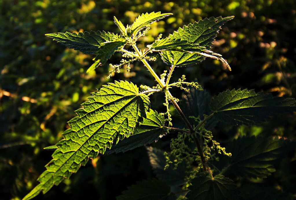 Nettle pikeun nambahan forily
