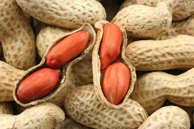 kacang pikeun potency