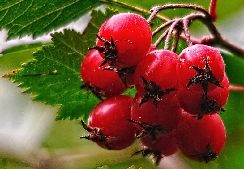 hawthorn pikeun ngaronjatkeun potency