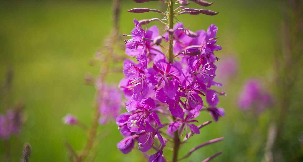 fireweed pikeun kaséhatan lalaki