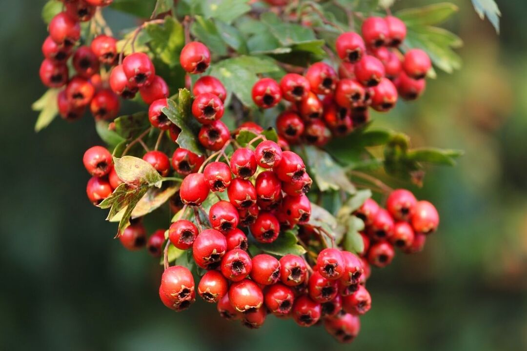 hawthorn pikeun potency