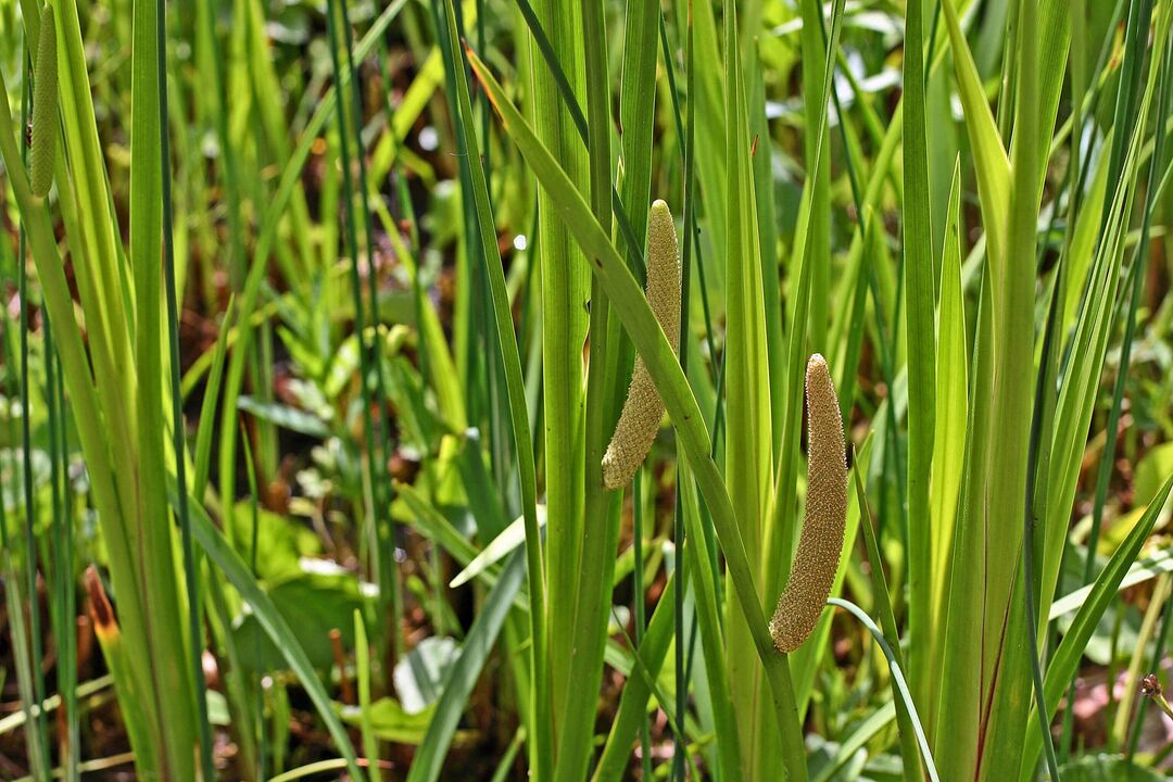 ramuan calamus pikeun potency